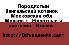  Породистый бенгальский котенок - Московская обл., Москва г. Животные и растения » Кошки   